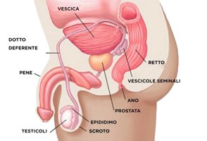 poli si prostatita