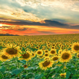 Un campo di girasoli