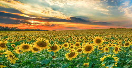 Un campo di girasoli